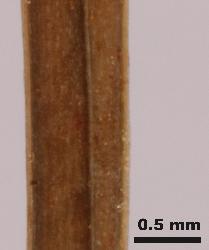 Hypericum mutilum quadrangular and 4-lined stem.
 © Landcare Research 2010 